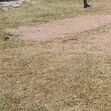 0.04 Ha Prime Plot for Sale in Chiga/Kibos Area - 1