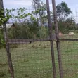 0.04 Ha Prime Plot for Sale in Chiga/Kibos Area - 2