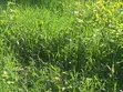 1.2 Acre Residential Land for Sale in Ngong (Kibiko) - 5