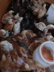 Kuku Bora wa Kienyeji Walioboreshwa - 3