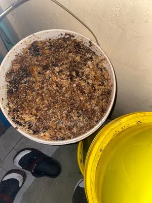 Raw Forest Bee Honey - 20kg