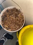 Raw Forest Bee Honey - 20kg - 1