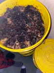 Raw Forest Bee Honey - 20kg - 2