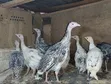 Royal Palm & Narragansett Turkey Poults (2 Months Old) - 1
