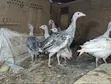 Royal Palm & Narragansett Turkey Poults (2 Months Old) - 2