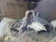 Royal Palm & Narragansett Turkey Poults (2 Months Old) - 3