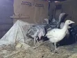 Royal Palm & Narragansett Turkey Poults (2 Months Old) - 4
