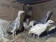 Royal Palm & Narragansett Turkey Poults (2 Months Old) - 5