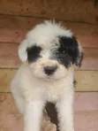 Mbwa Mwanamaume Havanese Safi - Miezi 1-3 - 1