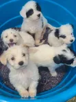 Mbwa Mwanamaume Havanese Safi - Miezi 1-3 - 2