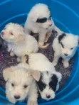 Mbwa Mwanamaume Havanese Safi - Miezi 1-3 - 3