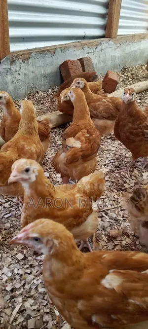 Quality Kienyeji Chickens - Layers & Cocks