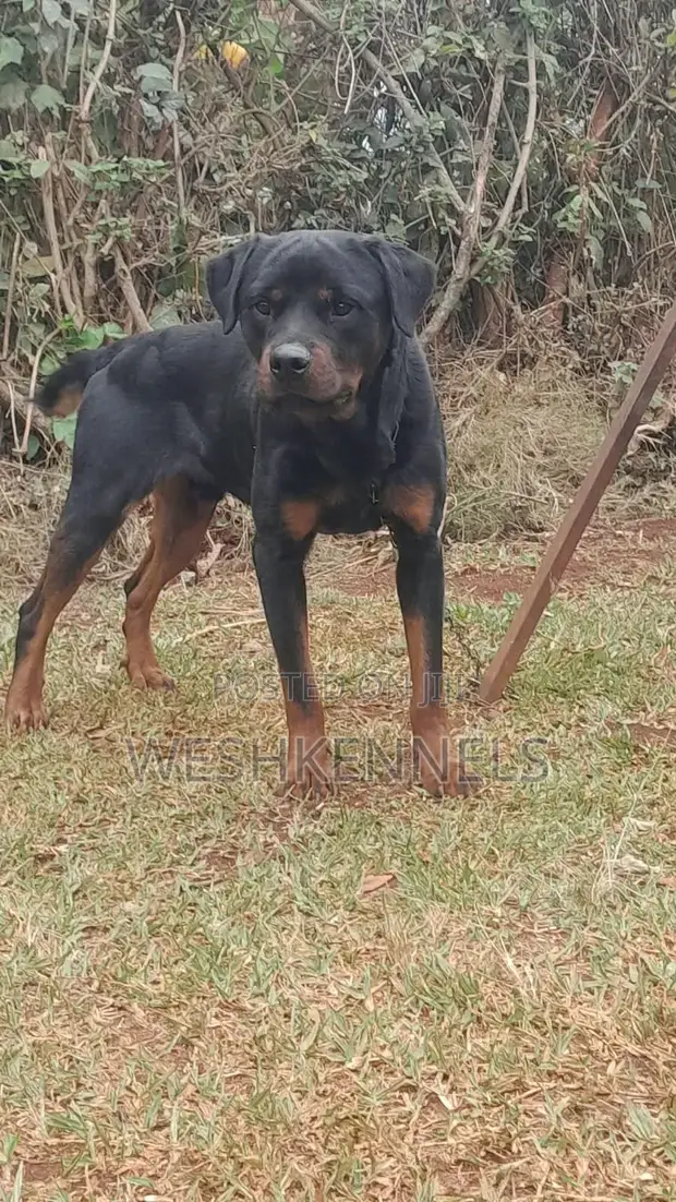 Purebred Rottweiler - 1+ Year Male - 1