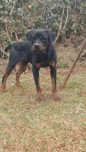 Purebred Rottweiler - 1+ Year Male