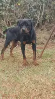 Purebred Rottweiler - 1+ Year Male - 1