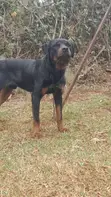 Purebred Rottweiler - 1+ Year Male - 2