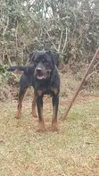 Purebred Rottweiler - 1+ Year Male - 3