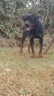 Purebred Rottweiler - 1+ Year Male - 4