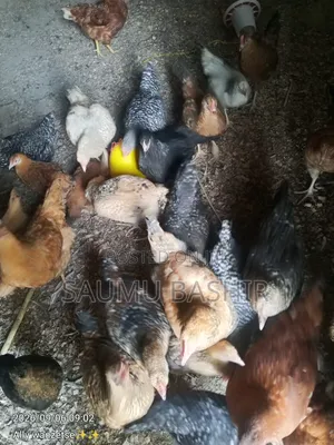 Kuku wa Kienyeji Maboresho - Vifaranga na Kuku Wazima Waliopata Chanjo