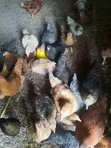 Improved Kienyeji Chicken - Vaccinated Chicks & Mature Birds - 1
