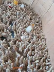 Improved Kienyeji Chicken - Vaccinated Chicks & Mature Birds - 3