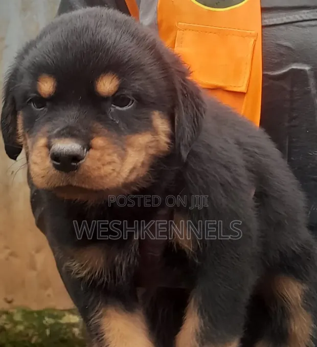 Rottweiler Safi wa Kike (Miezi 1-3) - 1