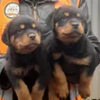 Rottweiler Safi wa Kike (Miezi 1-3) - 2