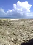 Diani Beachfront Plots for Sale - 0.25 Acres - 3