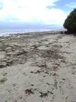 Diani Beachfront Plots for Sale - 0.25 Acres - 4