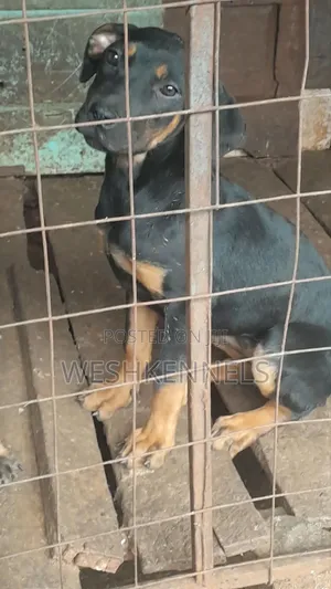 Mbwa wa Kike Mchanganyiko wa Rottweiler (Miezi 3-6)