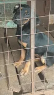 Mbwa wa Kike Mchanganyiko wa Rottweiler (Miezi 3-6) - 1