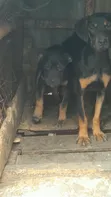 Mbwa wa Kike Mchanganyiko wa Rottweiler (Miezi 3-6) - 2