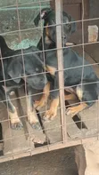 Mbwa wa Kike Mchanganyiko wa Rottweiler (Miezi 3-6) - 3