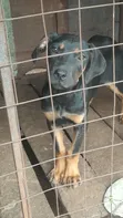 Mbwa wa Kike Mchanganyiko wa Rottweiler (Miezi 3-6) - 4