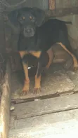 Mbwa wa Kike Mchanganyiko wa Rottweiler (Miezi 3-6) - 5