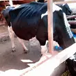 Friesian Cow for Sale - 1