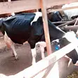Friesian Cow for Sale - 2