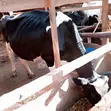 Friesian Cow for Sale - 3