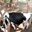 Friesian Cow for Sale - 4