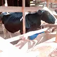 Friesian Cow for Sale - 5