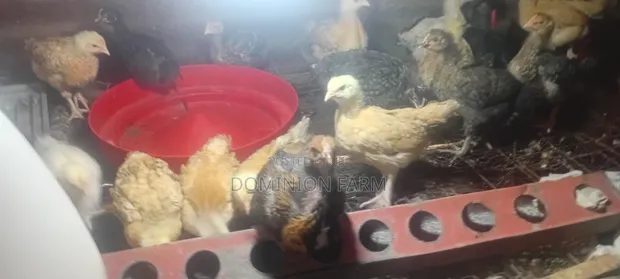 Healthy 1-Month-Old Sasso F1 Chickens - 1