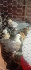 Healthy 1-Month-Old Sasso F1 Chickens - 2