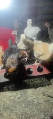 Healthy 1-Month-Old Sasso F1 Chickens - 3