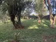 Bungalow ya Vyumba 3 vya Kulala, Karen - Inapangishwa - 3