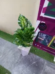 Mmea Bandia wa Kipekee 0.8m - 2