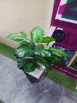 Mmea Bandia wa Balcony na Kopo Nyeusi na Nyeupe - 1