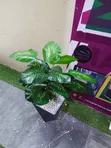 Mmea Bandia wa Balcony na Kopo Nyeusi na Nyeupe - 2