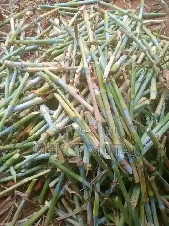 Juncao/Pakchong 1 Napier Cuttings - 1