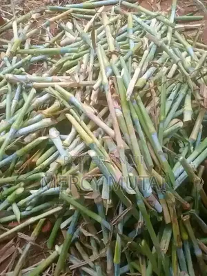 Juncao/Pakchong 1 Napier Cuttings