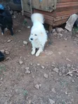 Male Mixed Breed Japanese Spitz, 6-12 Months - 1